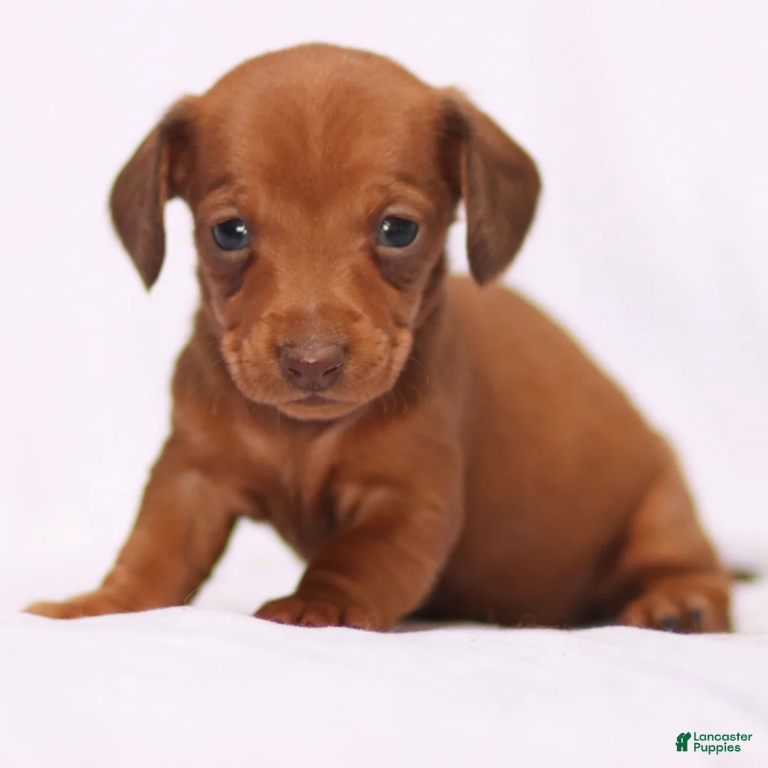 Miniature Dachshund dogs for sale: Clara - Ad 9