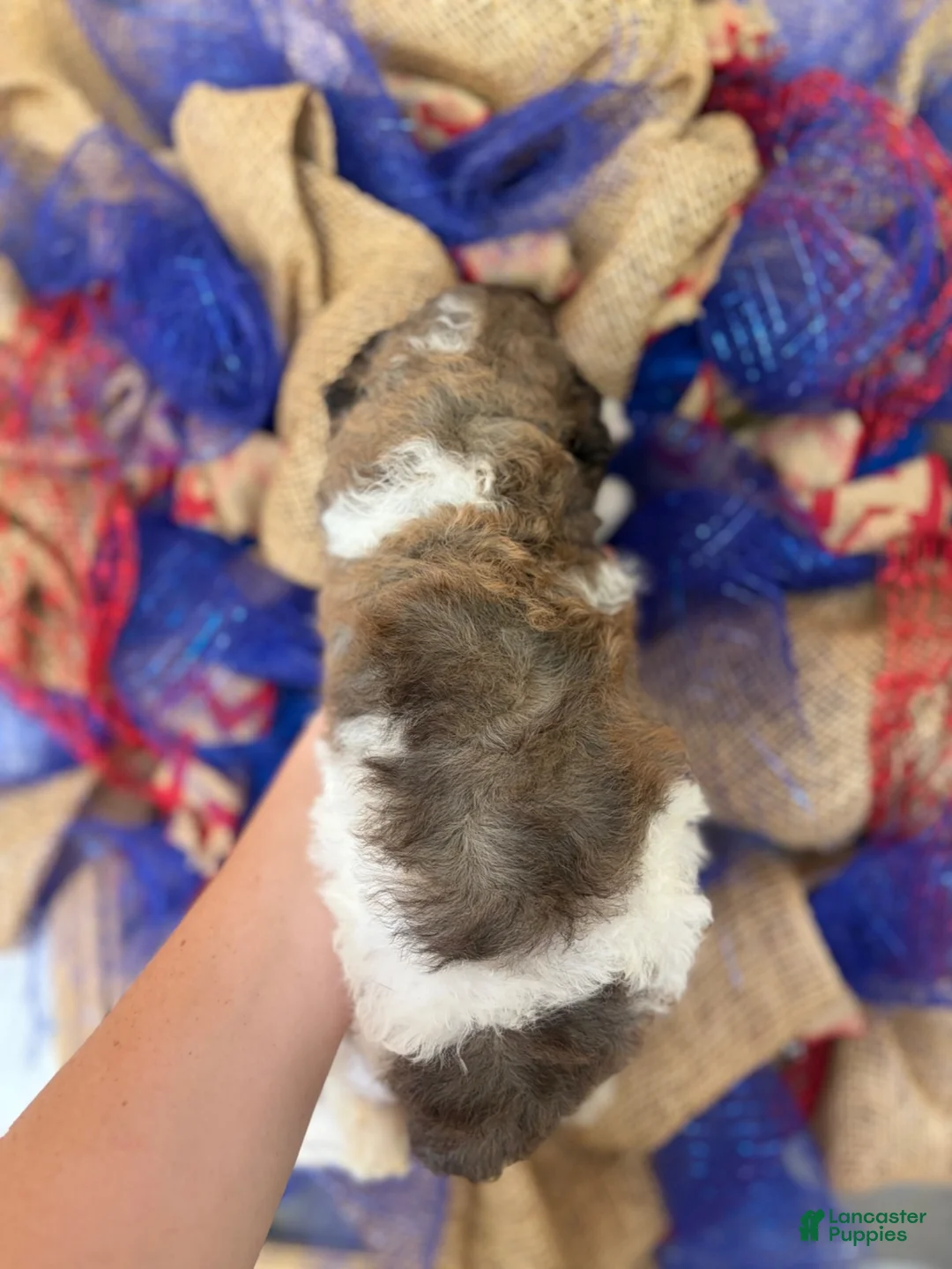 Aussiedoodle dogs for sale: Aussiedoodle 5 - Ad 2