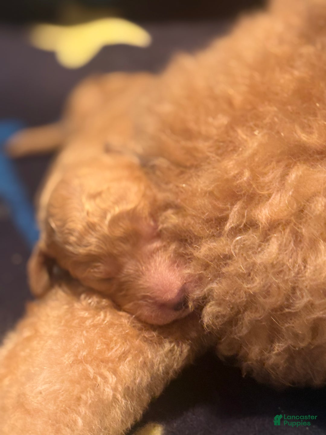 Standard Poodle dogs for sale: Standard Poodle Puppy 6 - Ad 28