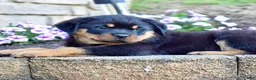 Rottweiler dogs for sale: Rose - Ad 4