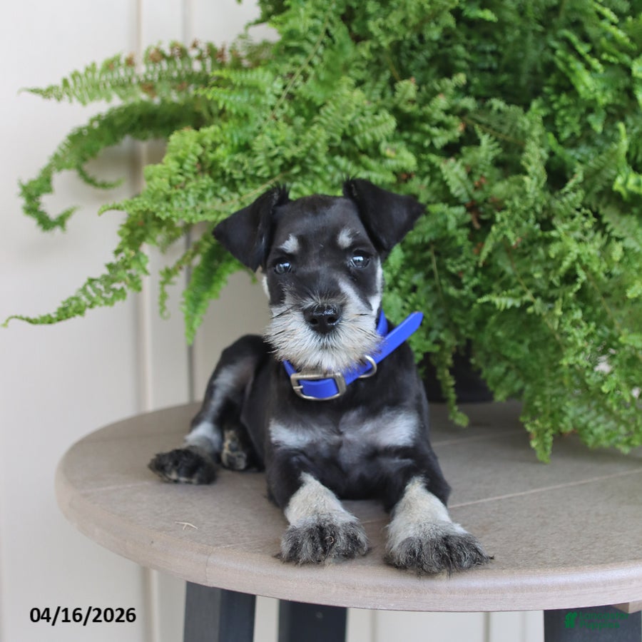 Miniature Schnauzer dogs Jasper - Ad 1