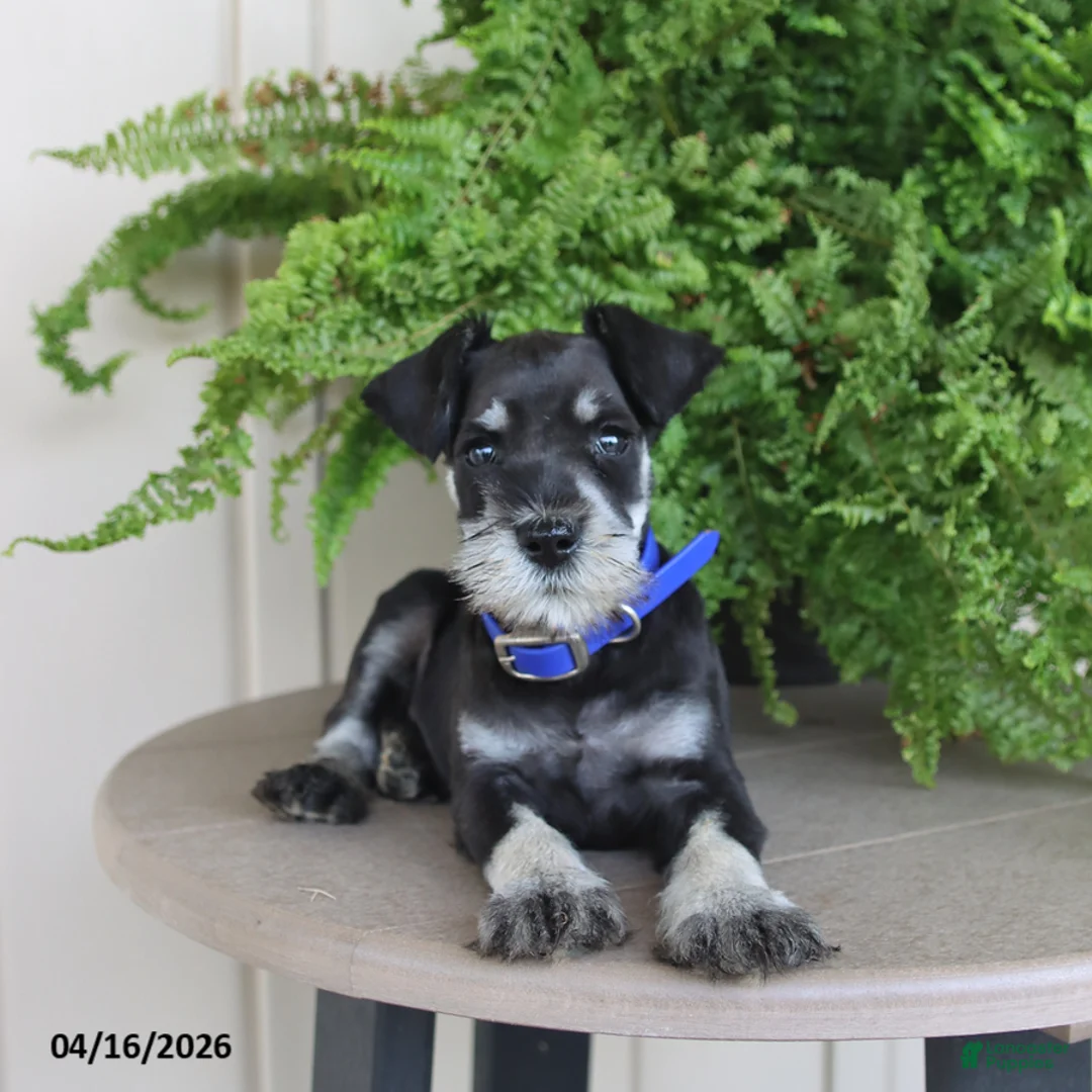 Miniature Schnauzer dogs for sale: Jasper - Ad 1