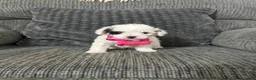 Toy Poodle dogs for sale: Kaya - Ad 3