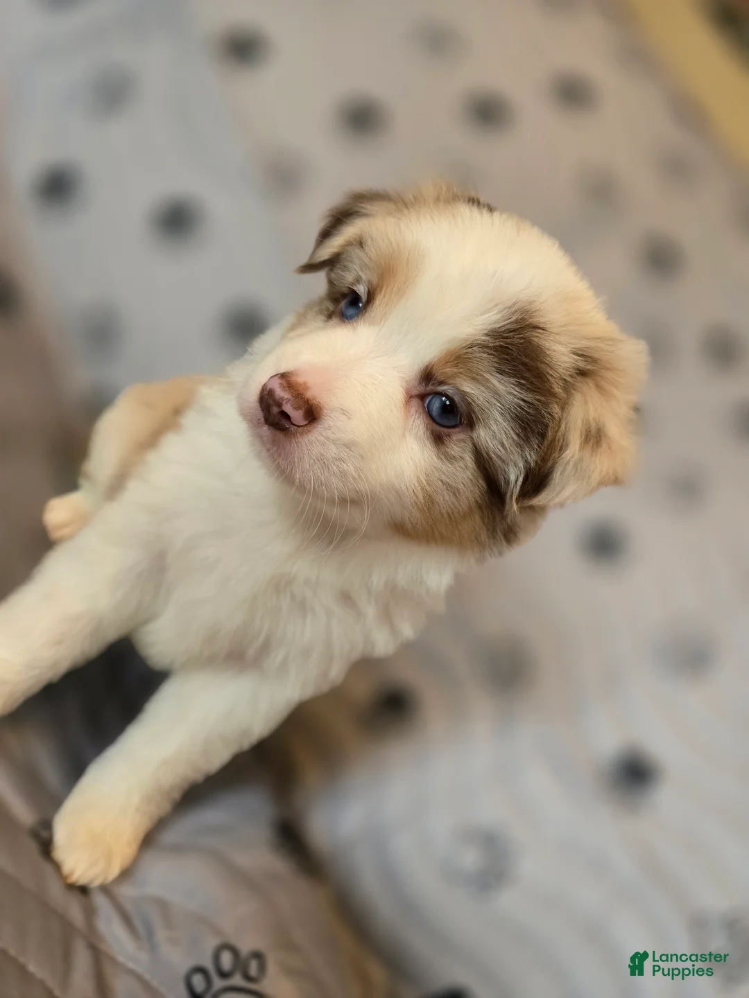 Miniature Australian Shepherd dogs for sale: Miniature Australian Shepherd Puppy 3 - Ad 2