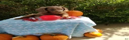 Miniature Dachshund dogs for sale: Mooney - Ad 3