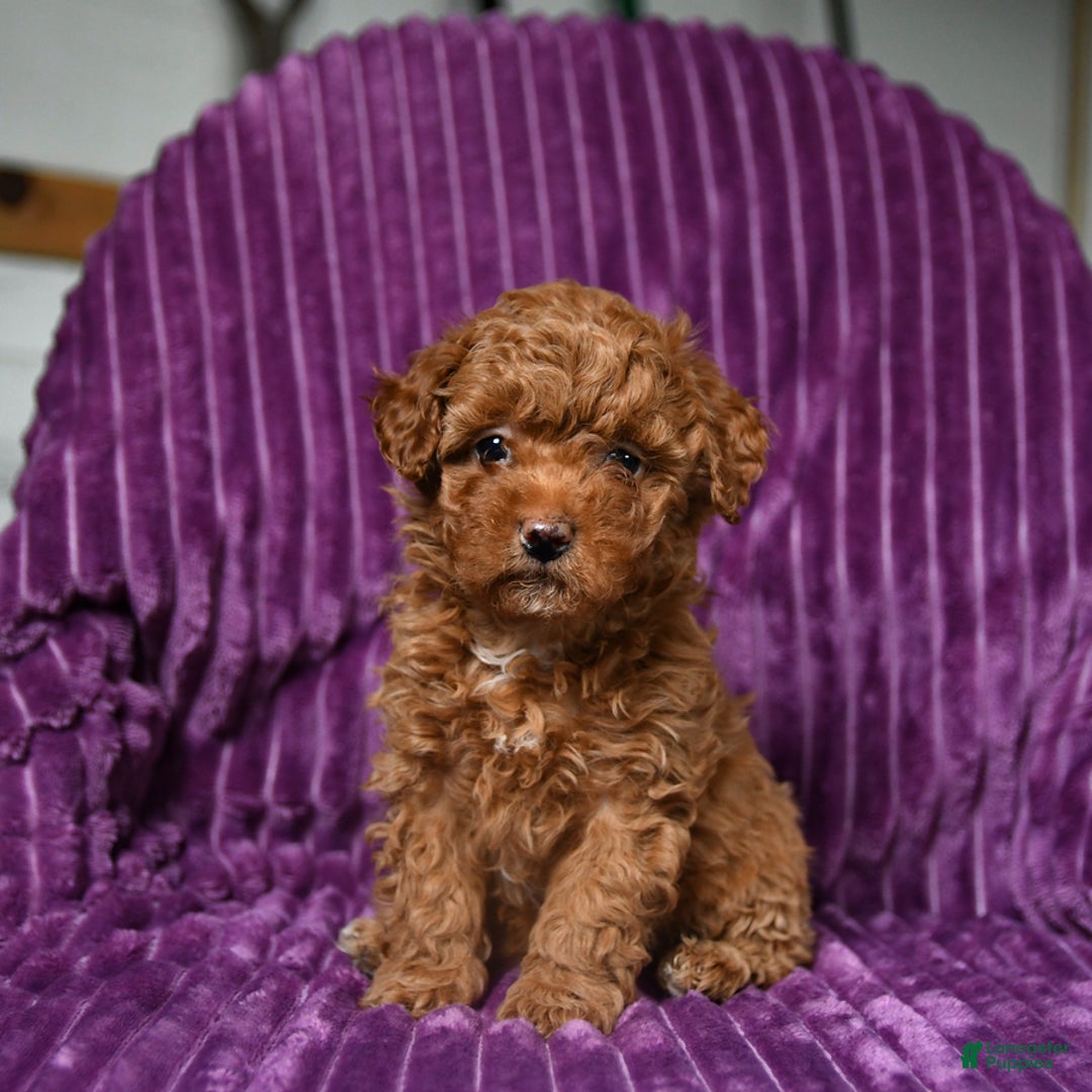 Miniature Poodle dogs for sale: Izzy - Ad 3