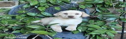 Labrador Retriever dogs for sale: Marigold - Ad 3