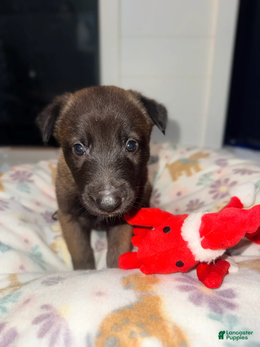 Belgian Malinois dogs for sale: Belgian Malinois - Blue Collar - Ad 2