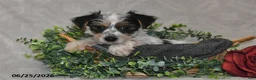 Yorkshire Terrier dogs for sale: Cruz - Ad 5