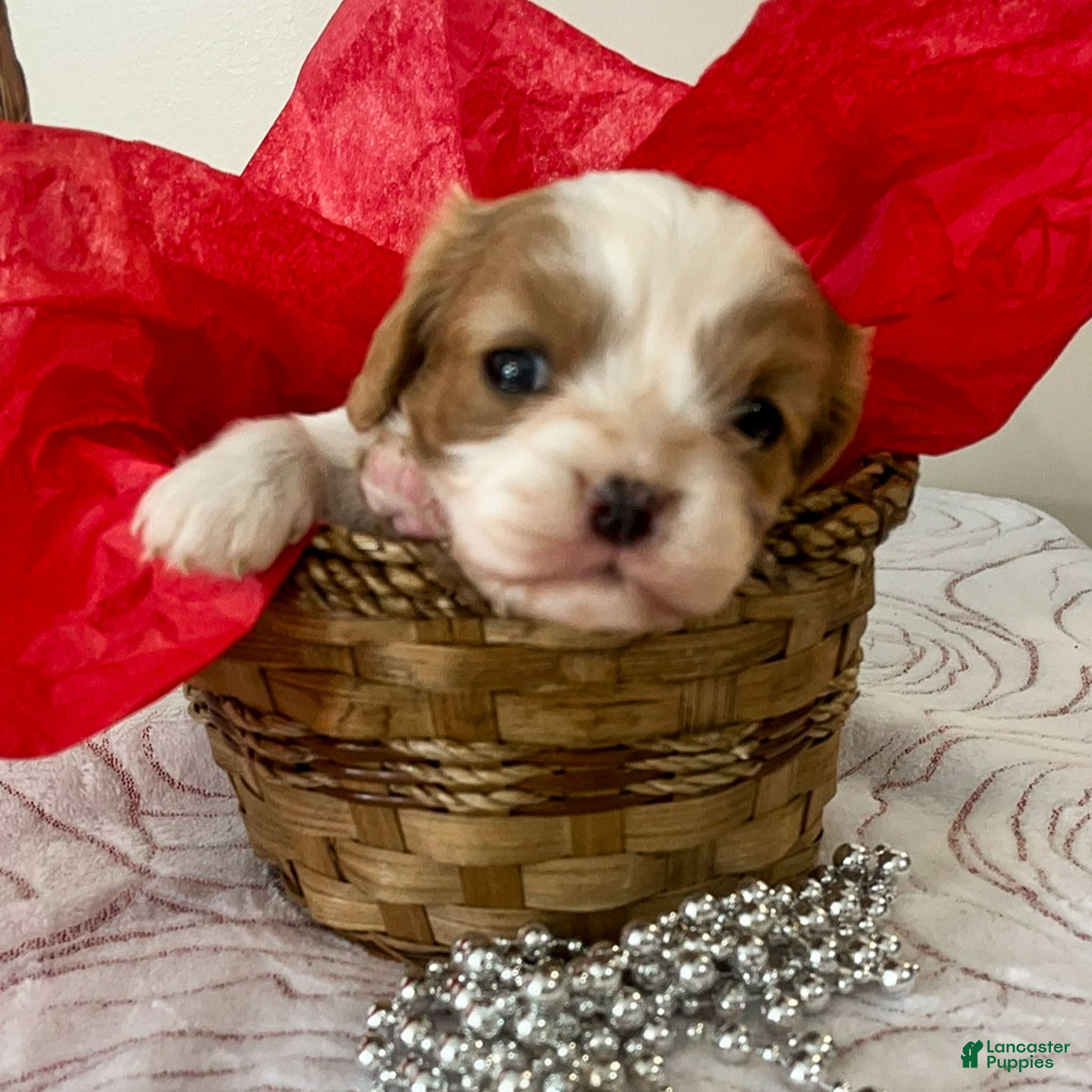 Cavalier King Charles Spaniel dogs Megan - Ad 28