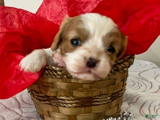 Cavalier King Charles Spaniel dogs Megan - Ad 28