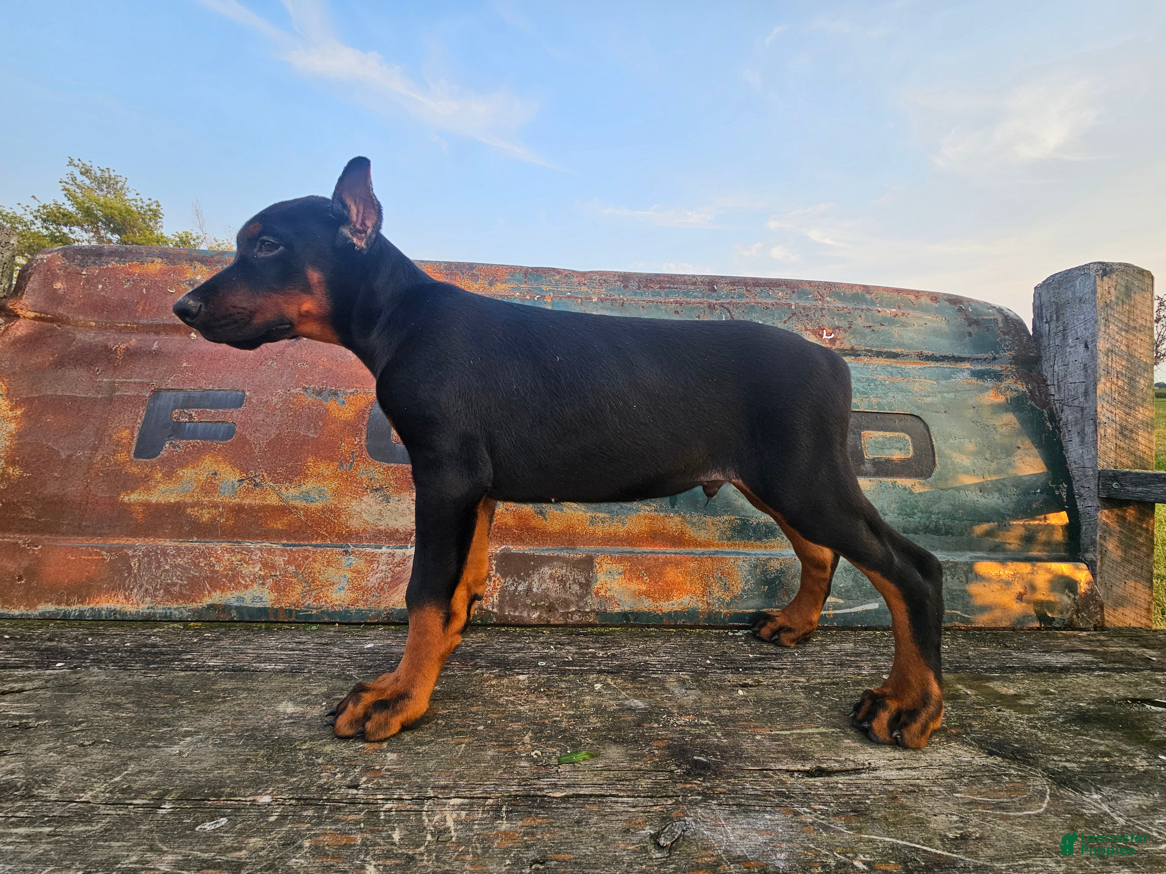 Doberman Pinscher dogs No Collar Boy - Ad 2
