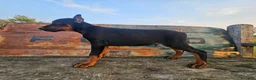 Doberman Pinscher dogs for sale: No Collar Boy - Ad 2