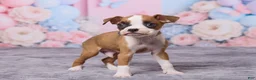 Boxer dogs for sale: Jax - Ad 4