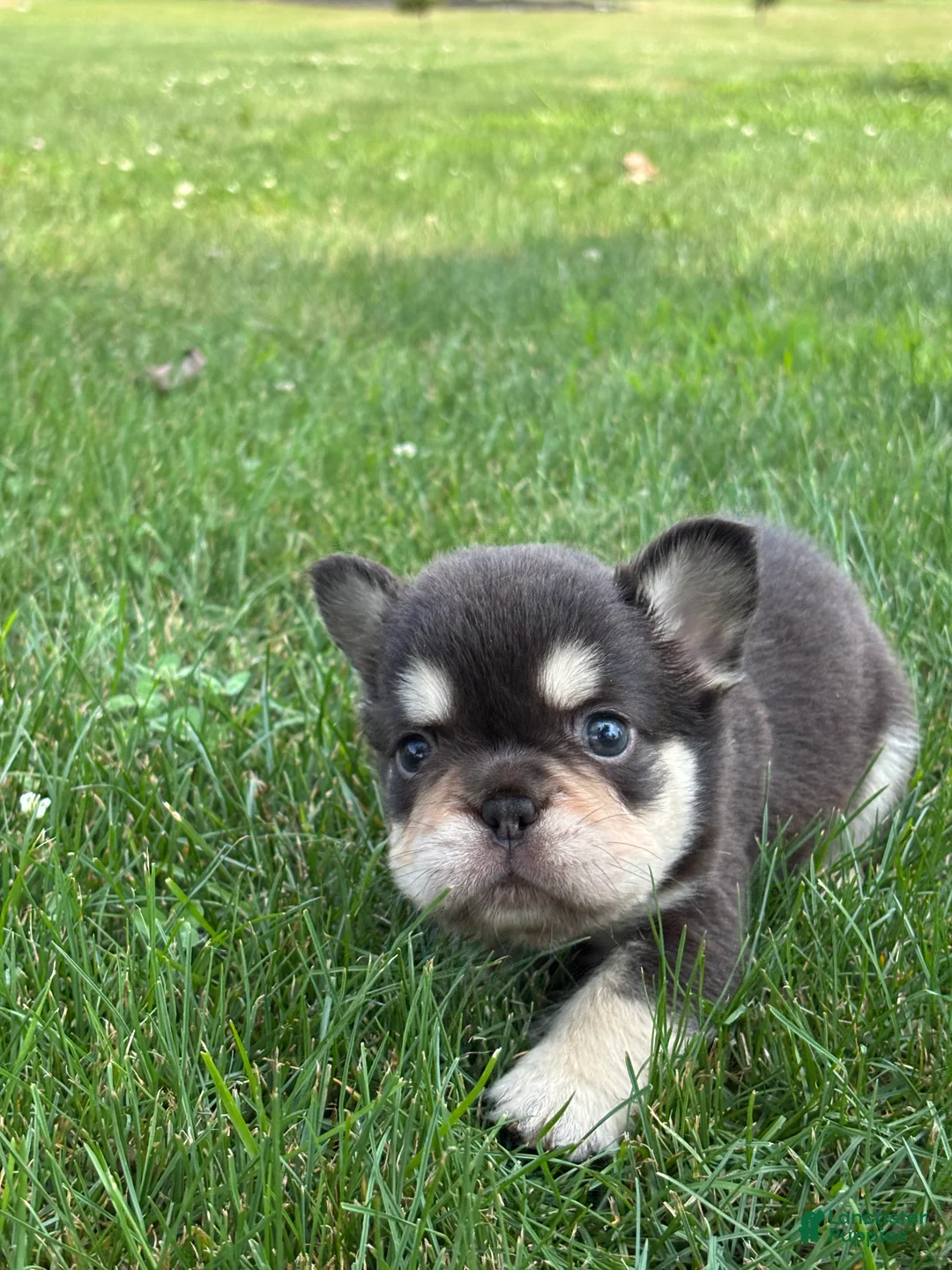 French Bulldog dogs for sale: Bradley - Ad 3