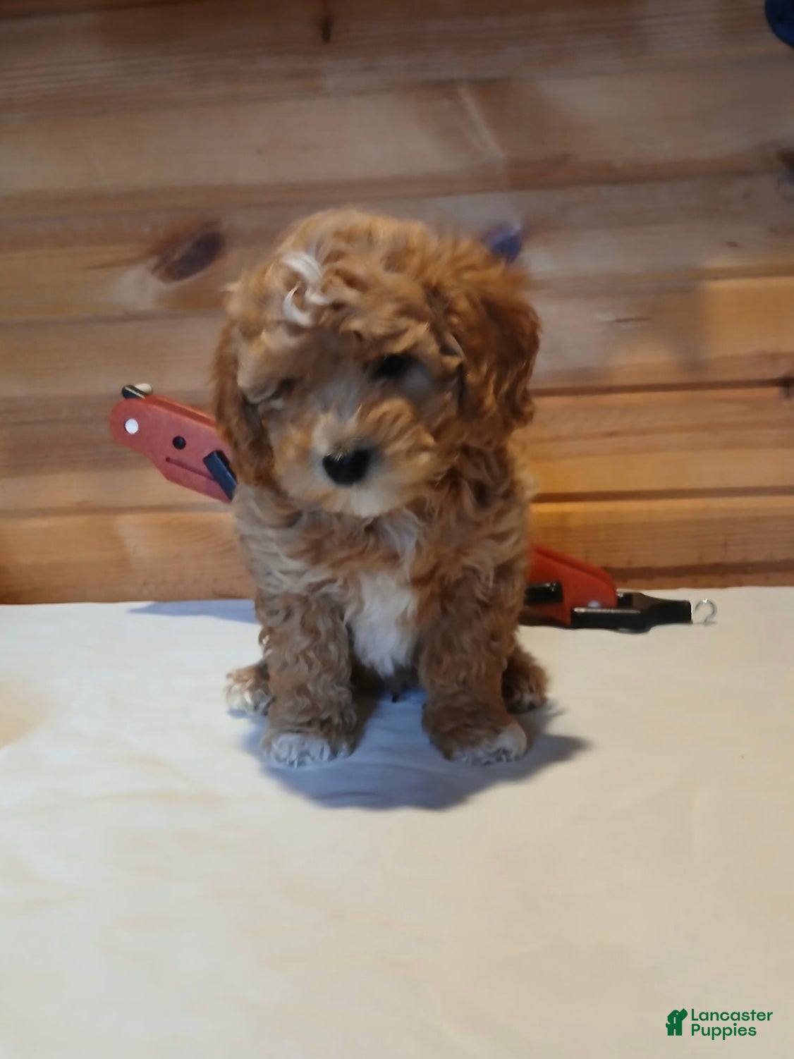 Bichpoo dogs Bambi - Ad 15