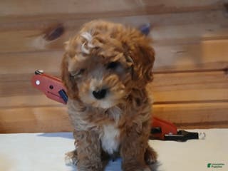 Bichpoo dogs Bambi - Ad 12