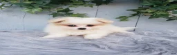 Pomeranian dogs for sale: Sage  - Ad 4