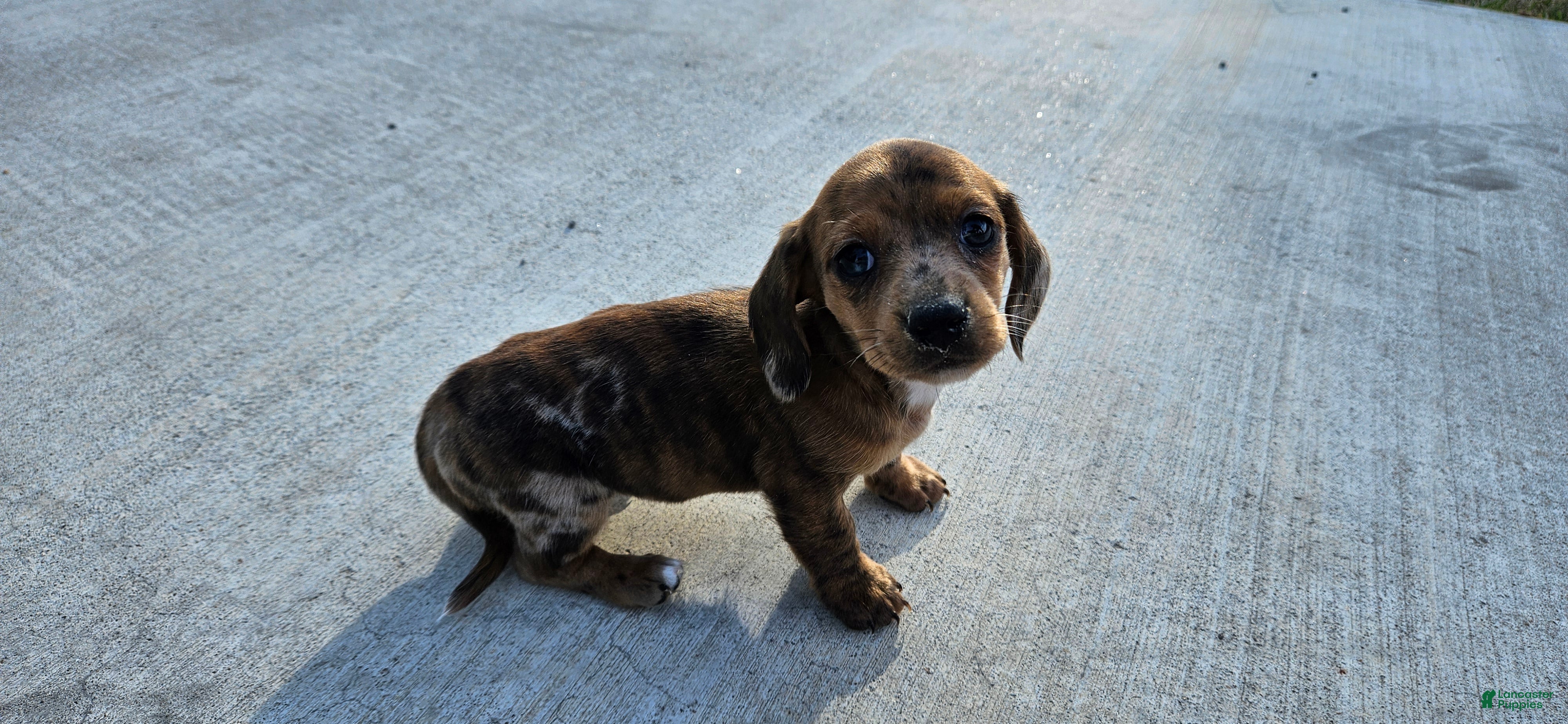 Miniature Dachshund dogs Birdie  - Ad 11