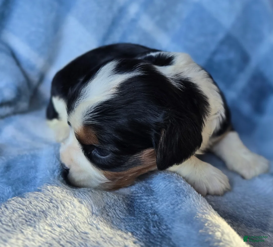 Cavalier King Charles Spaniel dogs for sale: Marigold - Ad 3