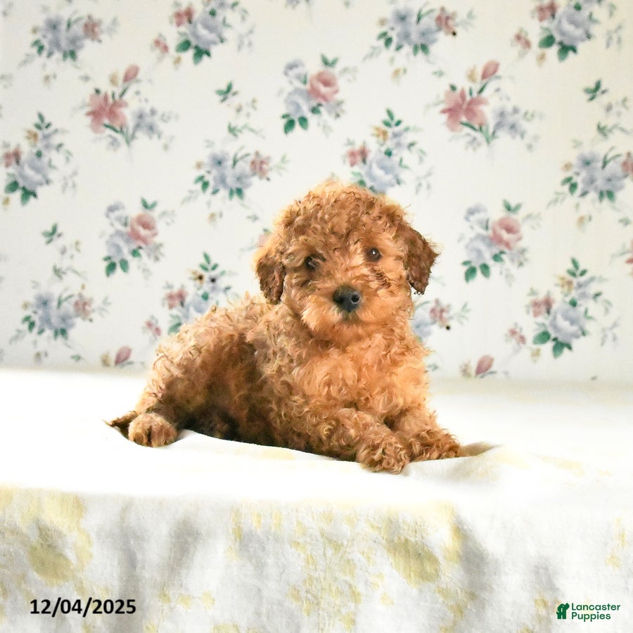 Miniature Poodle dogs Jack  - Ad 33