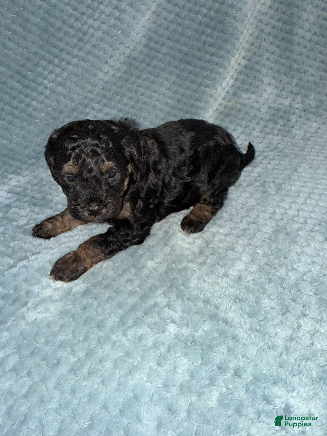 Cavapoo dogs for sale: Cavapoo Puppy 5 - Ad 8