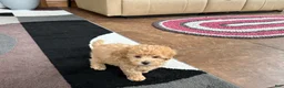 Maltipoo dogs for sale: Suzie  - Ad 3