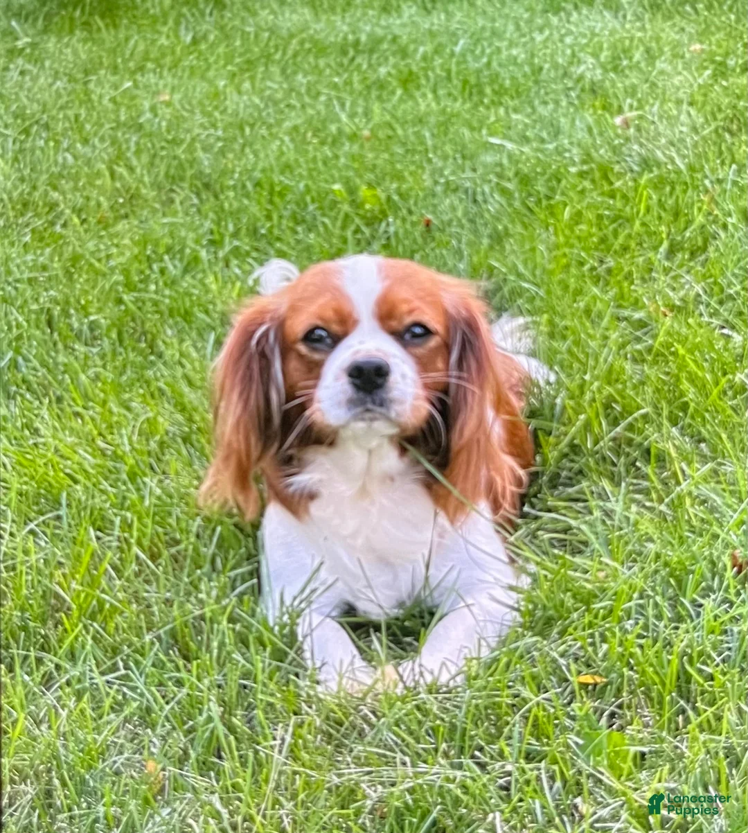 Cavapoo dogs for sale: Rocky - Ad 6