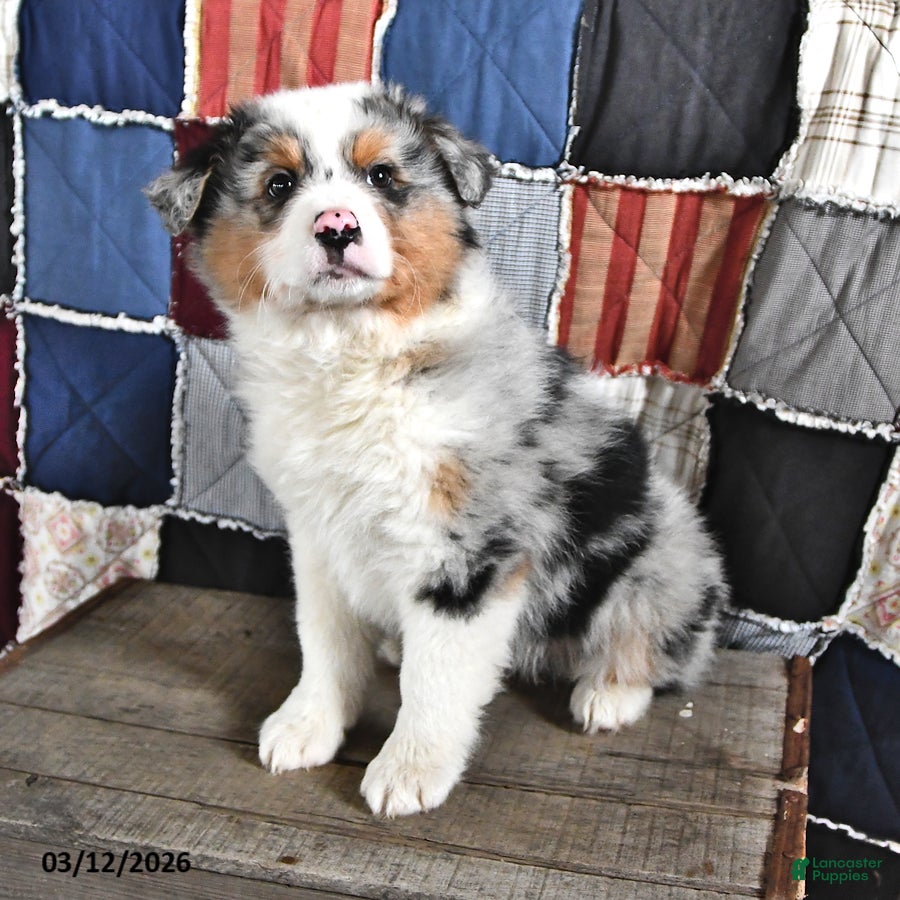 Australian Shepherd dogs Oak - Ad 1
