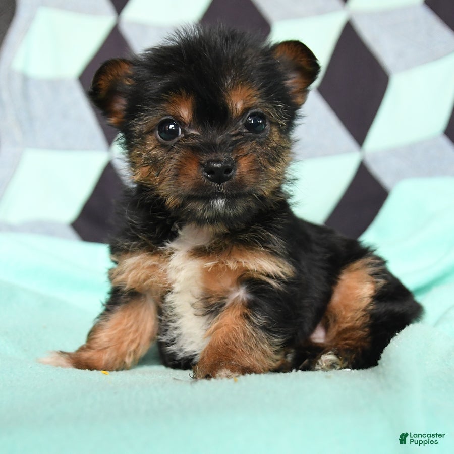 Yorkshire Terrier dogs Vivian - Ad 2