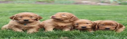Mixed Breed dogs for sale: Shyanne  - Ad 6