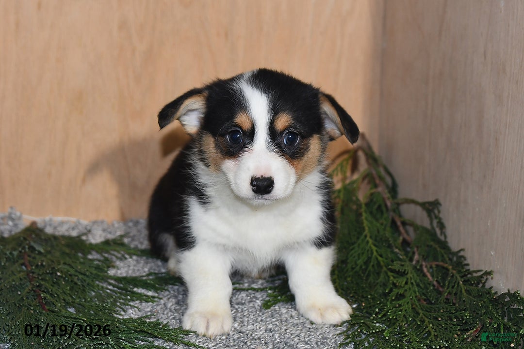 Welsh Corgi Pembroke dogs for sale: Sasha - Ad 4