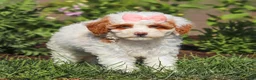 Miniature Poodle dogs for sale: Sally - Ad 4