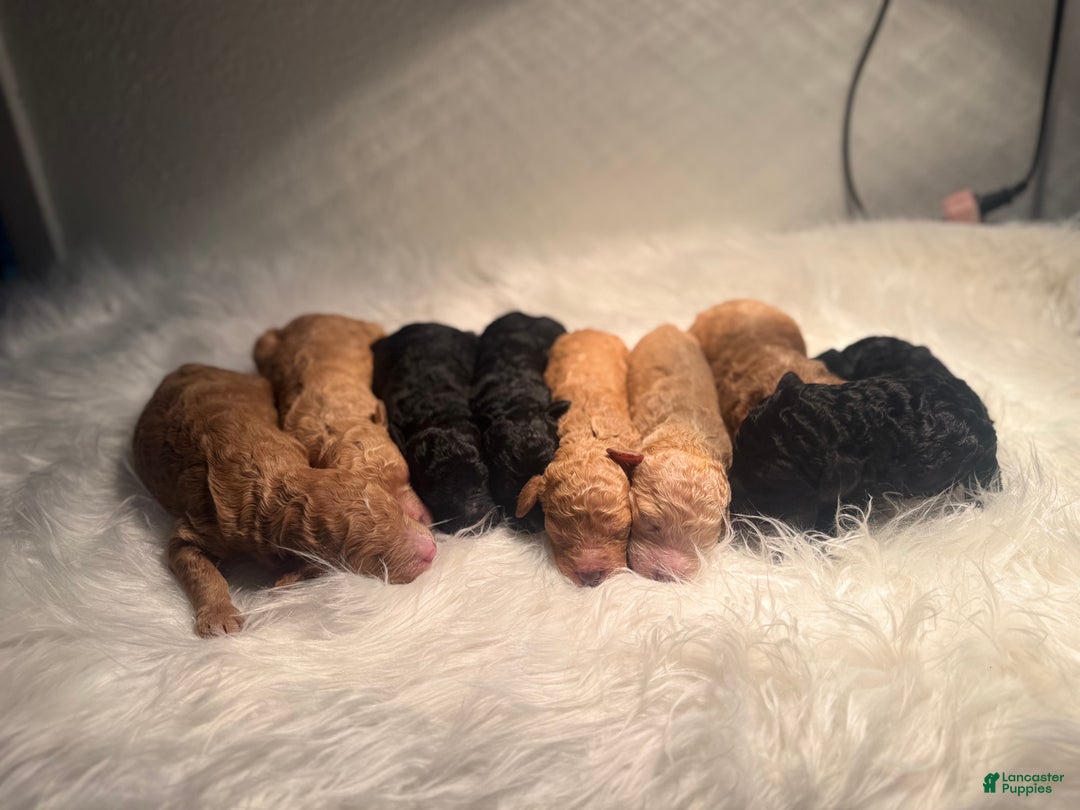 Standard Poodle dogs for sale: Standard Poodle Puppy 6 - Ad 20