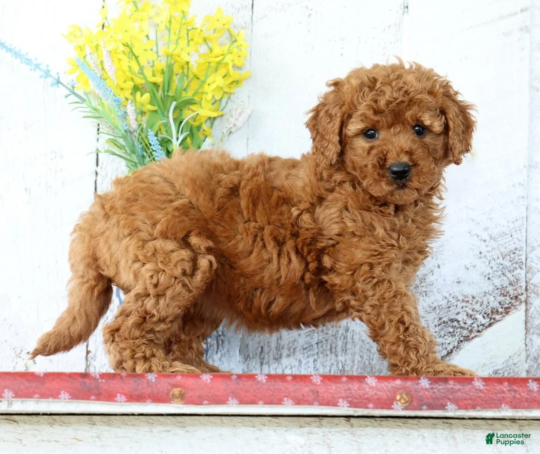 Mini Goldendoodle dogs for sale: Kennedi - Ad 5