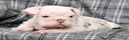 English Bulldog dogs for sale: Teddy - Ad 6