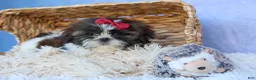Shih Tzu dogs for sale: RACHEL - Ad 12