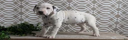 Dalmatian dogs for sale: Tyson - Ad 9