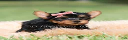 Yorkshire Terrier dogs for sale: Maple - Ad 3
