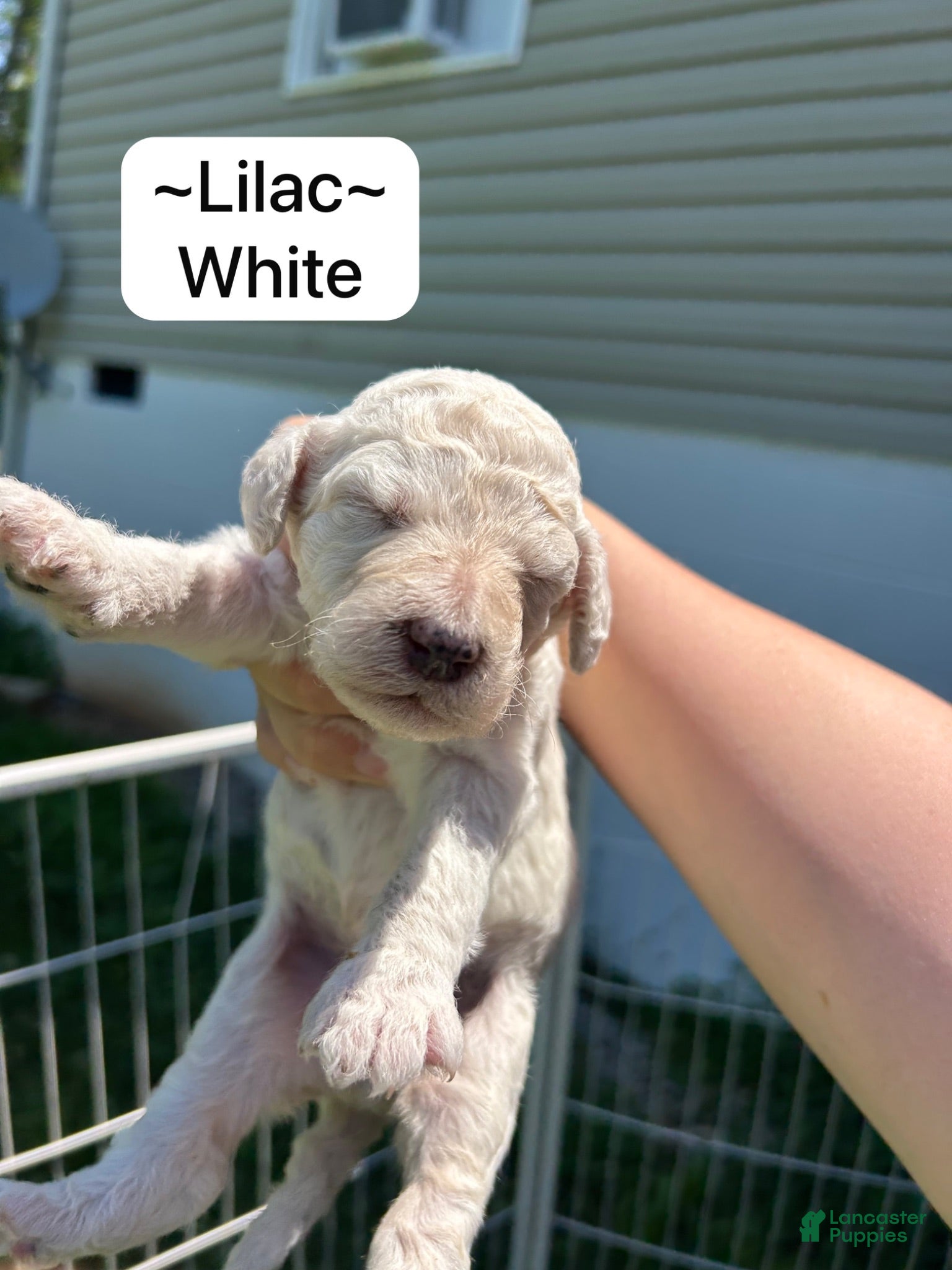 Standard Poodle dogs Standard Poodle Lilac - Ad 41