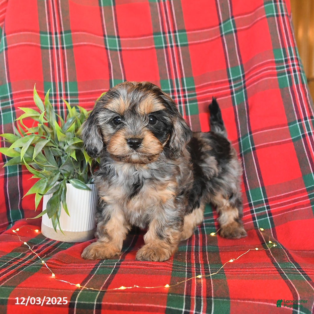 Cavapoo dogs for sale: Avalon - Ad 5