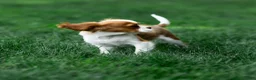Cavalier King Charles Spaniel dogs for sale: Arlan Cavalier King Charles Spaniel Puppy  - Ad 10