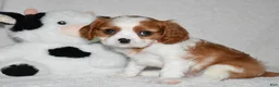 Cavalier King Charles Spaniel dogs for sale: Upton  - Ad 6