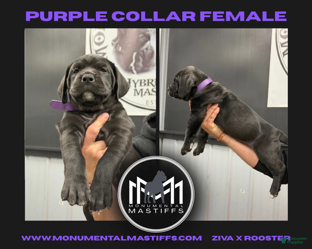 Mixed Breed dogs for sale: Purple Collar Female - Ad 2