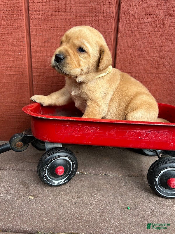 Labrador Retriever dogs Phyllis Phillie- White - Ad 2