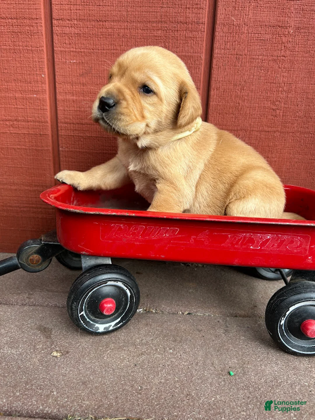 Labrador Retriever dogs for sale: Phyllis Phillie- White - Ad 2