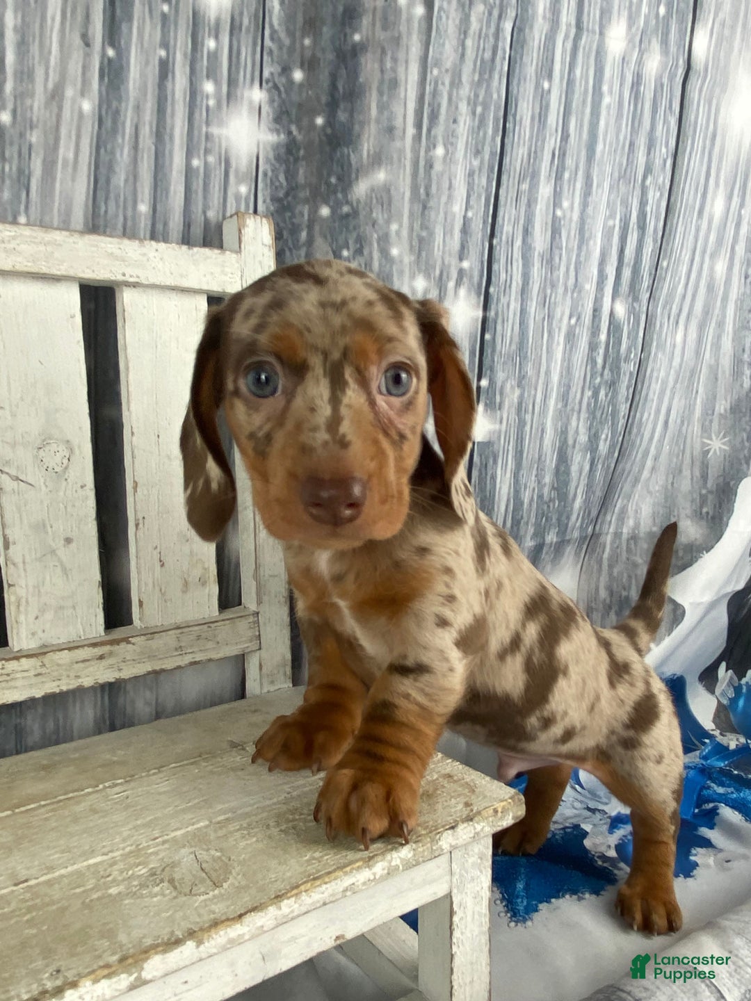 Miniature Dachshund dogs for sale: Billy - Ad 8