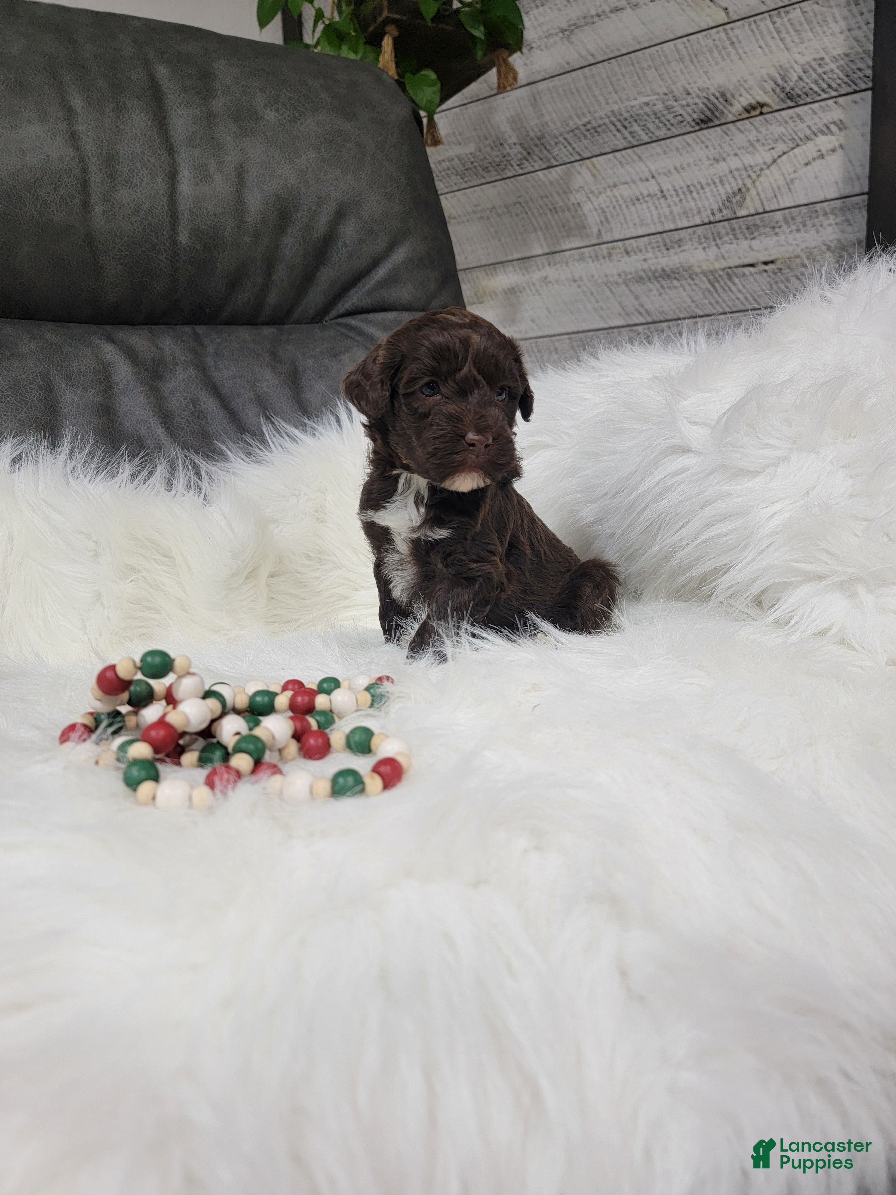 Portuguese Water Dog dogs Prince - Ad 24