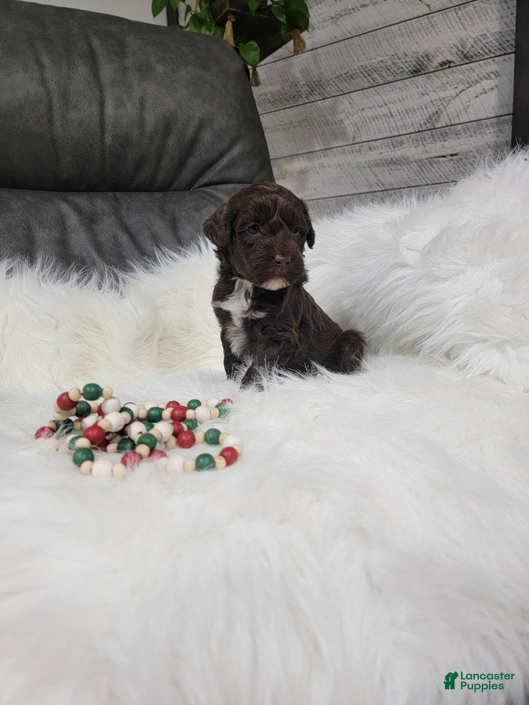 Portuguese Water Dog dogs for sale: Prince - Ad 1