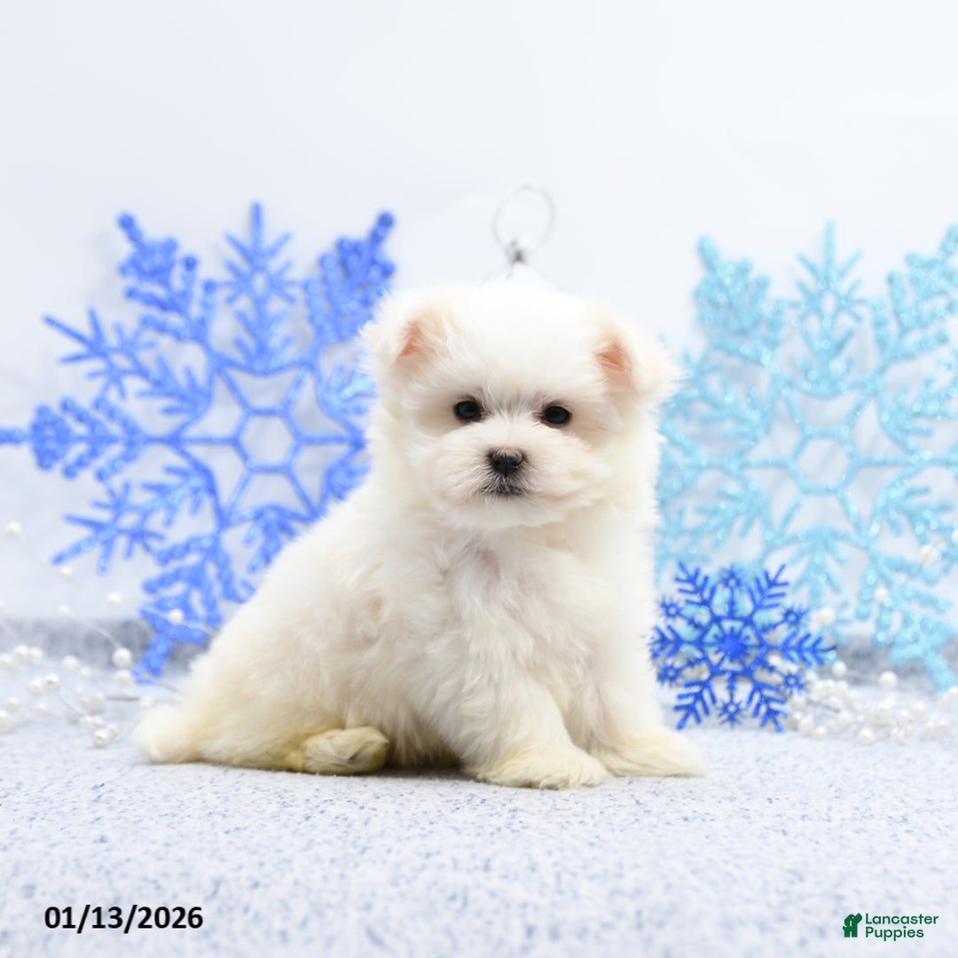 Maltese dogs for sale: Peanut  - Ad 2